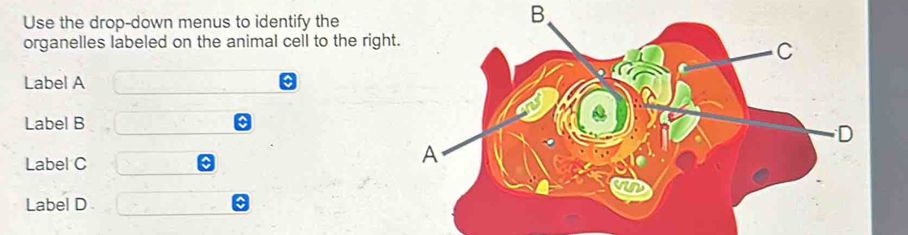 Use the drop-down menus to identify the 
B. 
organelles labeled on the animal cell to the right 
Label A
Label B
Label C
Label D