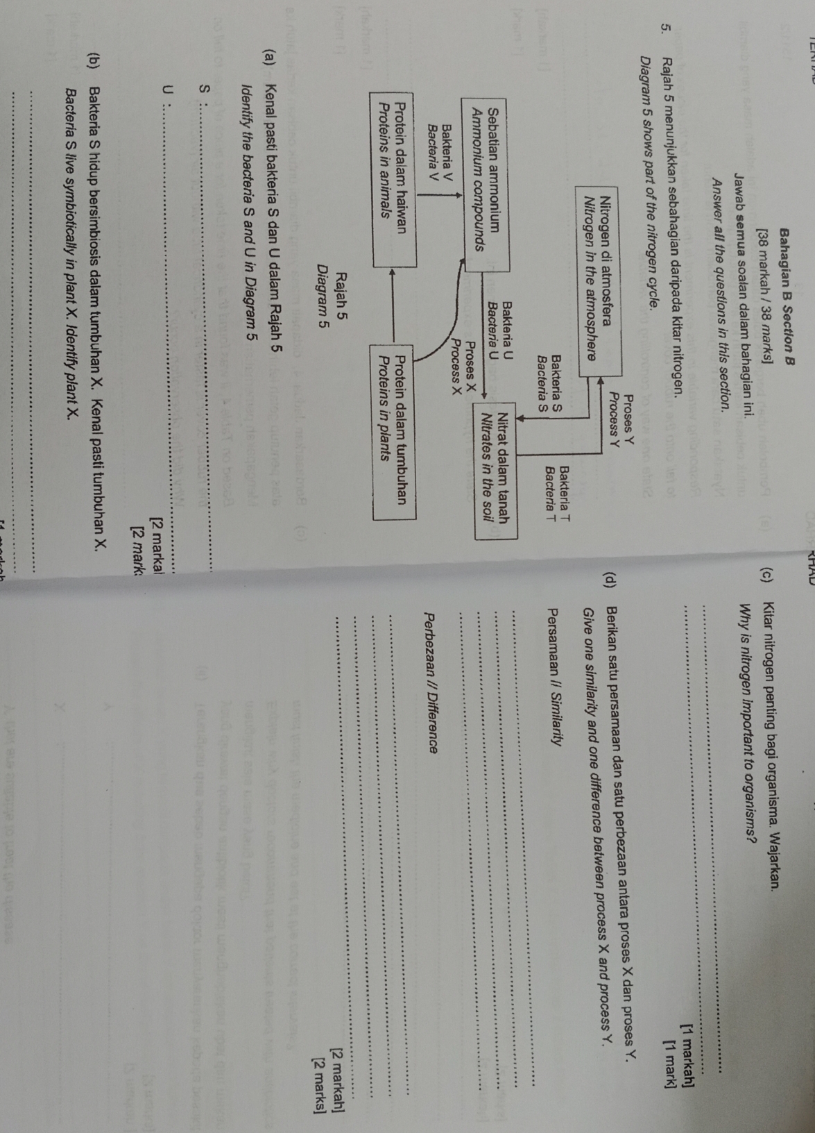 Bahagian B Section B 
[38 markah / 38 marks] (c) Kitar nitrogen penting bagi organisma. Wajarkan. 
Jawab semua soalan dalam bahagian ini. 
Why is nitrogen important to organisms? 
_ 
Answer all the questions in this section._ 
[1 markah] 
5. Rajah 5 menunjukkan sebahagian daripada kitar nitrogen. 
shows part of the nitrogen cycle. [1 mark] 
(d) Berikan satu persamaan dan satu perbezaan antara proses X dan proses Y. 
Give one similarity and one difference between process X and process Y. 
_ 
Persamaan // Similarity 
_ 
_ 
_ 
Perbezaan // Difference 
_ 
_ 
_ 
_ 
[2 markah] 
[2 marks] 
(a) Kenal pasti bakteria S dan U dalam Rajah 5 
Identify the bacteria S and U in Diagram 5
_ 
S :
U : 
_ 
[2 markal 
[2 mark: 
(b) Bakteria S hidup bersimbiosis dalam tumbuhan X. Kenal pasti tumbuhan X. 
Bacteria S live symbiotically in plant X. Identify plant X. 
_ 
_