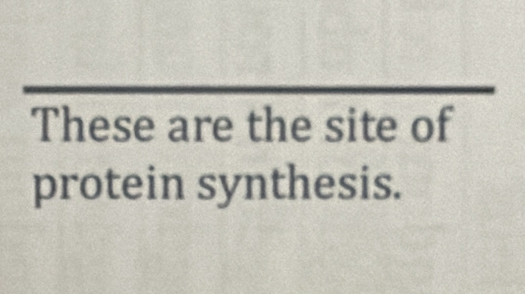 These are the site of 
protein synthesis.