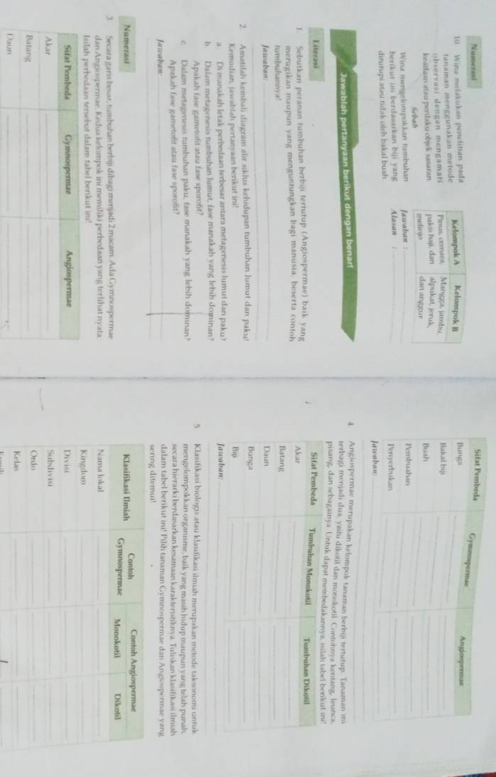 Numerasi
10 Wina melakukan penelitian pada 
tanaman menggunakan metode
bservasi dengan mengamati
keadaan atau perlaku objek sasaran. 
Sebah 
Wina merigelompokkan tumbuhan Jazwaban :_
herikut ini berdasarkan biji yang Alasan  : _
ditutupi atau tidak oleh bakal buah
Jawablah pertanyaan berikut dengan benar! 4. Angiospermae merupakan kelompok tanaman berbiji tertutup. Tanaman ii
terbagi menjadi dua, yaitu dikotil dan monokotil. Contohnya kentang, leunca.
pisang, dan sebagainya Untuk dapat me
Literasi 
1. Sebutkan peranan tumbuhan berbiji tertutup (Angiospermae) baik yang 
merugikan maupun yang menguntungkan bagi manusia, beserta contoh
_
tumbuhannya! 
_
Jawaban: 
2. Amatilah kembali diagram alir siklus kehidupan tumbuhan lumut dan pakut 
Kemudian, jawablah pertanyaan berikut ini!
a. Di manakah letak perbedaan terbesar antara metagenesis lumut dan paku? 
b. Dalam metagenesis tumbuhan lumut, fase manakah vang lebih dominan?
_
Apakah fase gametofit atau fase sporofit? 5. Klasifikasi biologis atau klasifikasi ilmiah merupakan metode taksonomi untuk
c. Dalam metagenesis tumbuhan paku, fase manakah yang lebih dominan? mengelompokkan organisme, baik yang masih hidup maupun yang telah punah.
Apakah fase gametofit atau fase sporofit? secara hierarki berdasarkan kesamaan karakteristiknva. Tuliskan klasifikasi ilmiah
_
Jawaban:
_dalam tabel berikut ini! Pilih tanaman Gymnospermae dan Angiospermae yang
sering ditemui!
Numerasi 
3 Secara garis besar, tumbuhan berbiji dibagi menjadi 2 macam. Ada Gymnospermae 
dan Angiospermae, Kedua kelompok ini memiliki perbedaan yang terlihat nyata
Isilah perbedaan tersebut dalam tabel berikut ini!