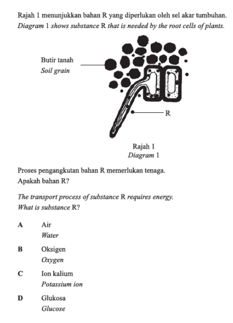 Rajah 1 menunjukkan bahan R yang diperlukan oleh sel akar tumbuhan.
Diagram 1 shows substance R that is needed by the root cells of plants.
Proses pengangkutan bahan R memerlukan tenaga.
Apakah bahan R?
The transport process of substance R requires energy.
What is substance R?
A Air
Water
B Oksigen
Oxygen
C Ion kalium
Potassium ion
D Glukosa
Glucose