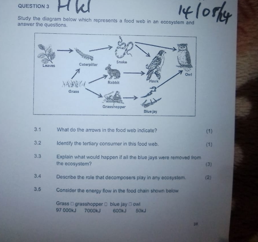 Solved: HW Study the diagram below which represents a food web in an ...