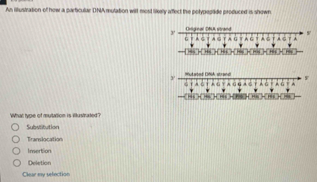 An illustration of how a particular DNA mutation will most likely affect the polypeptide produced is shown

His - His His - His His
M
His His - His = Pro His His Mis
What type of mutation is illustrated?
Substitution
Translocation
Insertion
Deletion
Clear my selection