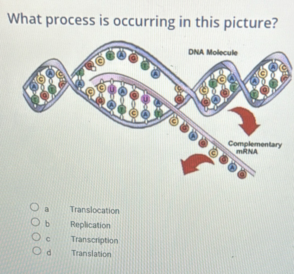 What process is occurring in this picture?
a Translocation
b Replication
C Transcription
d Translation