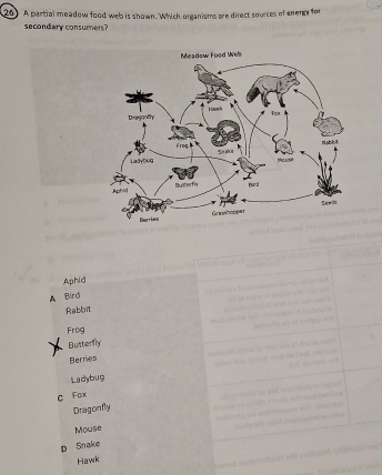 Solved: A partial meadow food web is shown. Which organisms are direct ...