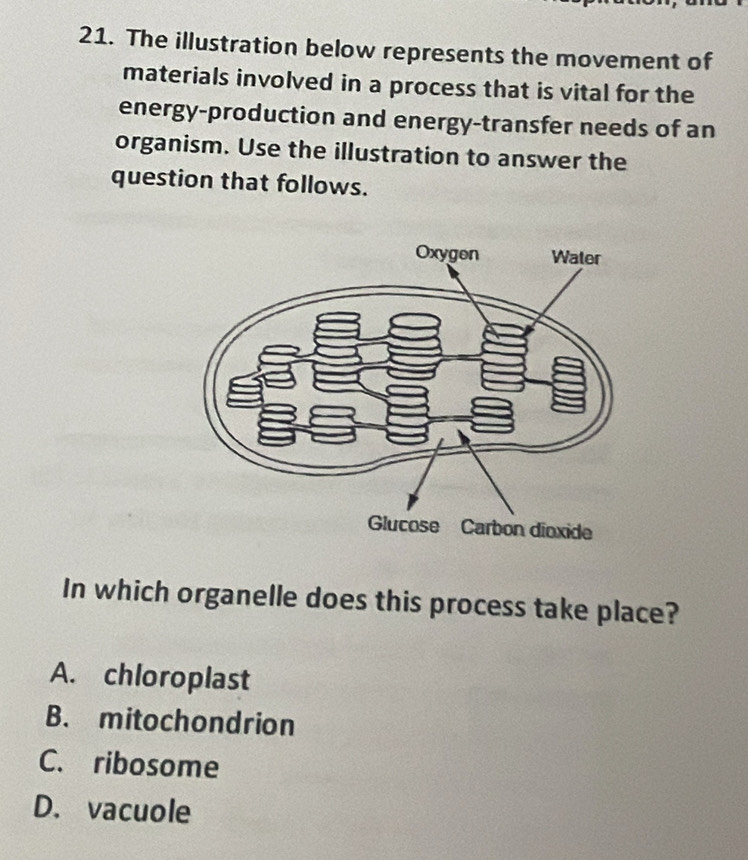 The illustration below represents the movement of
materials involved in a process that is vital for the
energy-production and energy-transfer needs of an
organism. Use the illustration to answer the
question that follows.
In which organelle does this process take place?
A. chloroplast
B. mitochondrion
C. ribosome
D. vacuole