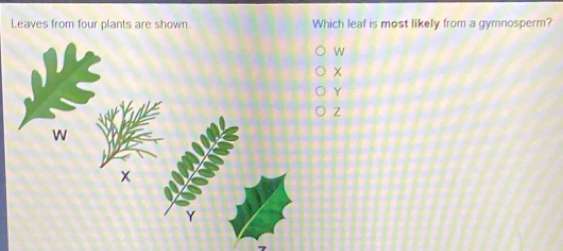 Leaves from four plants are shown. Which leaf is most likely from a gymnosperm?
w
x
Y
Z