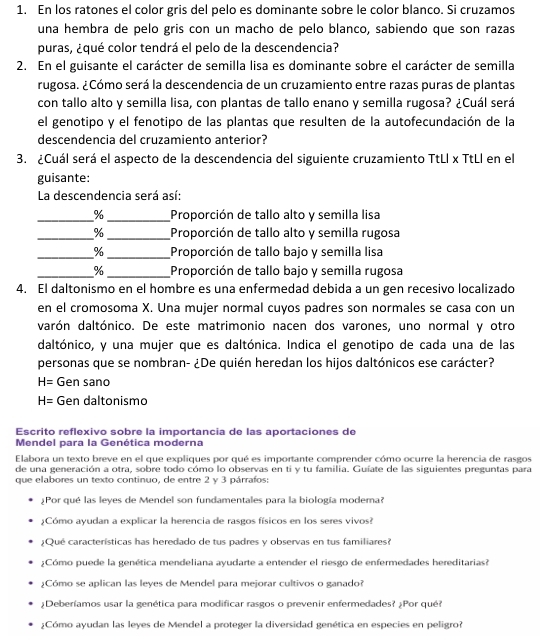 En los ratones el color gris del pelo es dominante sobre le color blanco. Si cruzamos
una hembra de pelo gris con un macho de pelo blanco, sabiendo que son razas
puras, ¿qué color tendrá el pelo de la descendencia?
2. En el guisante el carácter de semilla lisa es dominante sobre el carácter de semilla
rugosa. ¿Cómo será la descendencia de un cruzamiento entre razas puras de plantas
con tallo alto y semilla lisa, con plantas de tallo enano y semilla rugosa? ¿Cuál será
el genotipo y el fenotipo de las plantas que resulten de la autofecundación de la
descendencia del cruzamiento anterior?
3. ¿Cuál será el aspecto de la descendencia del siguiente cruzamiento TtLl x TtLl en el
guisante:
La descendencia será así:
_% _Proporción de tallo alto y semilla lisa
_% _Proporción de tallo alto y semilla rugosa
_% _Proporción de tallo bajo y semilla lisa
_% _Proporción de tallo bajo y semilla rugosa
4. El daltonismo en el hombre es una enfermedad debida a un gen recesivo localizado
en el cromosoma X. Una mujer normal cuyos padres son normales se casa con un
darón daltónico. De este matrimonio nacen dos varones, uno normal y otro
daltónico, y una mujer que es daltónica. Indica el genotipo de cada una de las
personas que se nombran- ¿De quién heredan los hijos daltónicos ese carácter?
H= Gen sano
H= Gen daltonismo
Escrito reflexivo sobre la importancia de las aportaciones de
Mendel para la Genética moderna
Elabora un texto breve en el que expliques por qué es importante comprender cómo ocurre la herencia de rasgos
de una generación a otra, sobre todo cómo lo observas en ti y tu familia. Guíate de las siguientes preguntas para
que elabores un texto continuo, de entre 2 y 3 párrafos:
¿Por qué las leyes de Mendel son fundamentales para la biología modera?
¿Cómo ayudan a explicar la herencia de rasgos físicos en los seres vivos?
¿Qué características has heredado de tus padres y observas en tus familiares?
:Cómo puede la genética mendeliana ayudarte a entender el riesgo de enfermedades hereditarias?
¿Cómo se aplican las leyes de Mendel para mejorar cultivos o ganado?
¿Deberíamos usar la genética para modificar rasgos o prevenir enfermedades? ¿Por qué?
¿Cómo ayudan las leyes de Mendel a proteger la diversidad genética en especies en peligro?