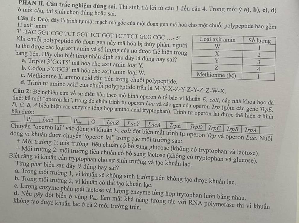 PHÁN II. Câu trắc nghiệm đúng sai. Thí sinh trả lời từ câu 1 đến câu 4. Trong mỗi ý a), b), c), d)
ở mỗi câu, thí sinh chọn đúng hoặc sai.
Câu 1: Dưới đây là trình tự một mạch mã gốc của một đoạn gen mã hoá cho một chuỗi polypeptide bao gồm
11 axit amin:
3’ -TAC GGT CGC TCT GGT TCT GGT TCT TCT GCG CGC … -5'
Khi chuỗi polypeptide do đoạn gen này mã hóa bị thủy phân, ngườ
ta thu được các loại axit amin và số lượng của nó được thể hiện tron
bảng bên. Hãy cho biết từng nhận định sau đây là đúng hay sai?
a. Triplet 3^,GG 5 mã hóa cho axit amin loại Y.
b. Codon 5^,C C C3' mã hóa cho axit amin loại W.
c. Methionine là amino acid đầu tiên trong chuỗi polypeptide.
d. Trình tự amino acid của chuỗi polypeptide trên là M-Y-X-Z-Y-Z-Y-Z-Z-W-X.
Câu 2: Để nghiên cứu về sự điều hòa theo mô hình operon ở tế bào vi khuẩn E. coli, các nhà khoa học đã
thiết kế một “operon lai”, trong đó chứa trình tự operon Lac và các gen của operon Trp (gồm các gene TrpE,
D, C, B, A biểu hiện các enzyme tổng hợp amino acid tryptophan). Trình tự operon la
bên dưới:
p và operon Lac. Nuôi
ển “operon lai” trong các môi trường sau:
+ Môi trường 1: môi trường tiêu chuẩn có bổ sung glucose (không có tryptophan và lactose).
+ Môi trường 2: môi trường tiêu chuẩn có bổ sung lactose (không có tryptophan và glucose).
Biết rằng vi khuẩn cần tryptophan cho sự sinh trưởng và tạo khuẩn lạc.
Từng phát biểu sau đây là đúng hay sai?
a. Trong môi trường 1, vi khuẩn sẽ không sinh trưởng nên không tạo được khuẩn lạc.
b. Trong môi trường 2, vi khuần có thể tạo khuẩn lạc.
c. Lượng enzyme phân giải lactose và lượng enzyme tổng hợp trytophan luôn bằng nhau.
d. Nếu gây đột biến ở vùng P_lac - làm mất khả năng tương tác với RNA polymerase thì vi khuẩn
không tạo được khuẩn lac ở cả 2 môi trường trên.