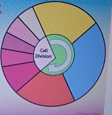 Division Cell