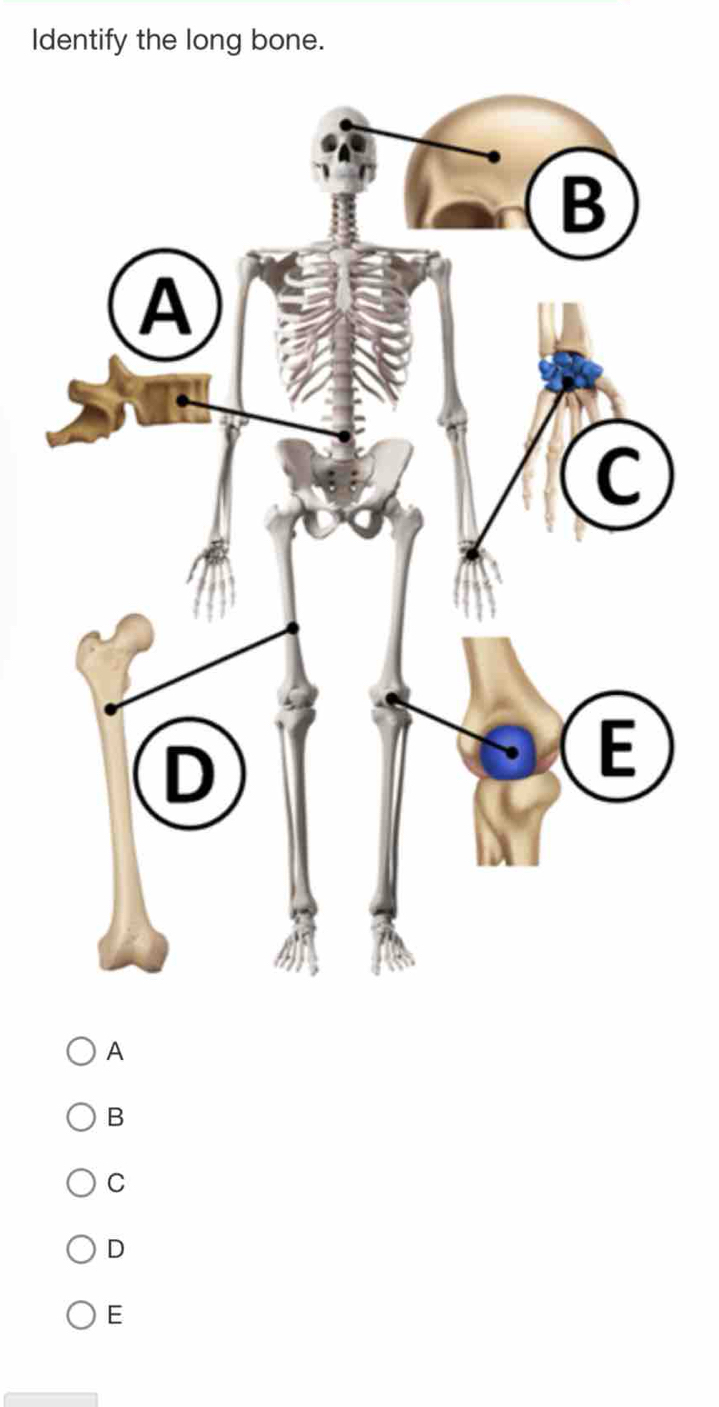 Identify the long bone.
A
B
C
D
E