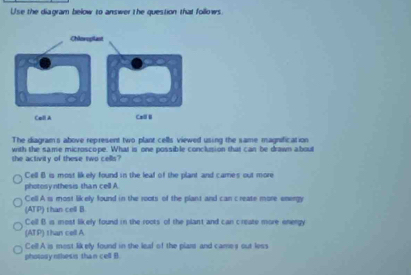 Use the diagram below to answer the question that follows
The diagram's above represent two plant cells viewed using the same magnification
with the same microscope. What is one possible conclusion that can be drawn about
she activity of these two cells?
Cell B is most likely found in the leaf of the plant and cames out more
photosy nthesis than cell A
Cell A is most likely found in the roots of the plant and can create more energy
(ATP) than cell B.
Cell B is most likely found in the roots of the plant and can create more energy
(AT P) 1han cell A
Cel! A is most likely found in the leal of the plant and cames out less
photosynthesis than cell B