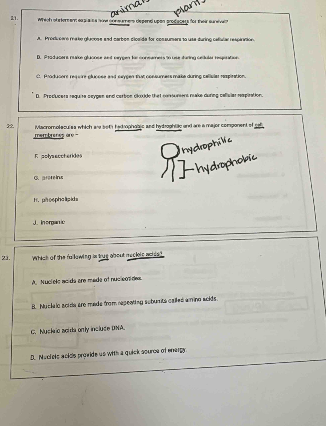 Which statement explains how consumers depend upon producers for their survival?
A. Producers make glucose and carbon dioxide for consumers to use during cellular respiration.
B. Producers make glucose and oxygen for consumers to use during cellular respiration.
C. Producers require glucose and oxygen that consumers make during cellular respiration.
D. Producers require oxygen and carbon dioxide that consumers make during cellular respiration.
22. Macromolecules which are both hydrophobic and hydrophilic and are a major component of cell
membranes are 
hydrophilic
F. polysaccharides
wan
G. proteins
H. phospholipids
J. inorganic
23. Which of the following is true about nucleic acids?
A. Nucleic acids are made of nucleotides.
B. Nucleic acids are made from repeating subunits called amino acids.
C. Nucleic acids only include DNA.
D. Nucleic acids provide us with a quick source of energy.