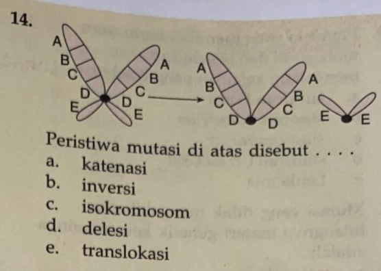 Peristiwa mutasi di atas disebut . . . .
a. katenasi
b. inversi
c. isokromosom
d. delesi
e. translokasi