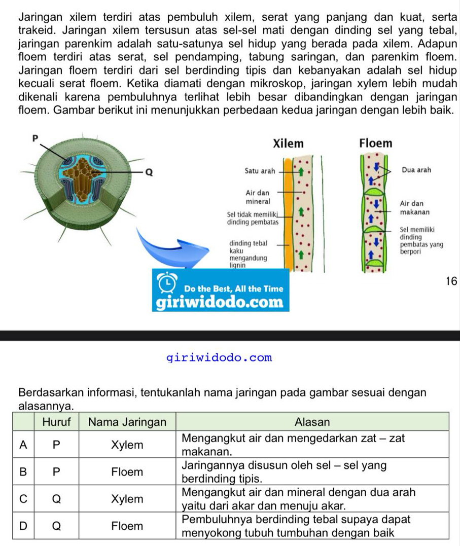 Jaringan xilem terdiri atas pembuluh xilem, serat yang panjang dan kuat, serta 
trakeid. Jaringan xilem tersusun atas sel-sel mati dengan dinding sel yang tebal, 
jaringan parenkim adalah satu-satunya sel hidup yang berada pada xilem. Adapun 
floem terdiri atas serat, sel pendamping, tabung saringan, dan parenkim floem. 
Jaringan floem terdiri dari sel berdinding tipis dan kebanyakan adalah sel hidup 
kecuali serat floem. Ketika diamati dengan mikroskop, jaringan xylem lebih mudah 
dikenali karena pembuluhnya terlihat lebih besar dibandingkan dengan jaringan 
floem. Gambar berikut ini menunjukkan perbedaan kedua jaringan dengan lebih baik. 
16 
giriwidodo.com 
Berdasarkan informasi, tentukanlah nama jaringan pada gambar sesuai dengan