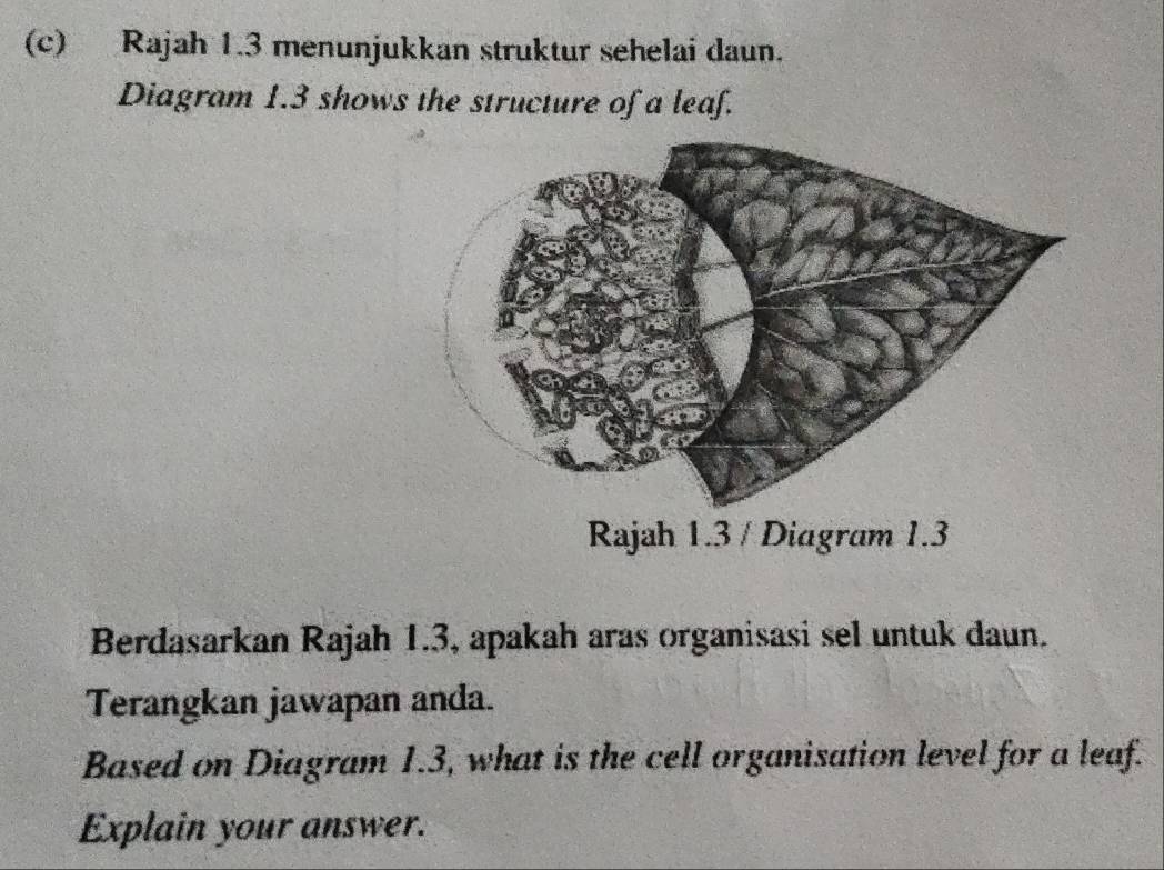 Rajah 1.3 menunjukkan struktur sehelai daun. 
Diagram 1.3 shows the structure of a leaf. 
Rajah 1.3 / Diagram 1.3 
Berdasarkan Rajah 1.3, apakah aras organisasi sel untuk daun. 
Terangkan jawapan anda. 
Based on Diagram 1.3, what is the cell organisation level for a leaf. 
Explain your answer.