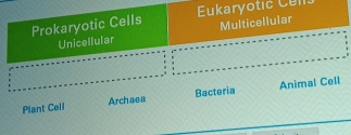 Prokaryotic Cells Eukaryotic Cun
Unicellular Multicellular
Plant Cell Archaea Bacteria Animal Cell