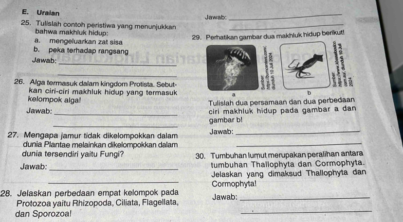 Uraian Jawab:_ 
25. Tulislah contoh peristiwa yang menunjukkan_ 
bahwa makhluk hidup: 
29. Perhatikan gambar dua makhluk hidup berikut! 
a. mengeluarkan zat sisa 
b. peka terhadap rangsang 
_ 
Jawab: 
_ 
26. Alga termasuk dalam kingdom Protista. Sebut- 
2 8
kan ciri-ciri makhluk hidup yang termasuk a 
b 
kelompok alga! 
Tulislah dua persamaan dan dua perbedaan 
_ 
Jawab: ciri makhluk hidup pada gambar a dan 
_ 
gambar b! 
27. Mengapa jamur tidak dikelompokkan dalam Jawab:_ 
dunia Plantae melainkan dikelompokkan dalam_ 
dunia tersendiri yaitu Fungi? 30. Tumbuhan lumut merupakan peralihan antara 
Jawab:_ tumbuhan Thallophyta dan Cormophyta. 
_ 
Jelaskan yang dimaksud Thallophyta dan 
Cormophyta! 
28. Jelaskan perbedaan empat kelompok pada Jawab:_ 
Protozoa yaitu Rhizopoda, Ciliata, Flagellata, 
dan Sporozoa! 
_