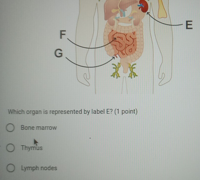 Which organ is represented by label E? (1 point)
Bone marrow
Thymus
Lymph nodes