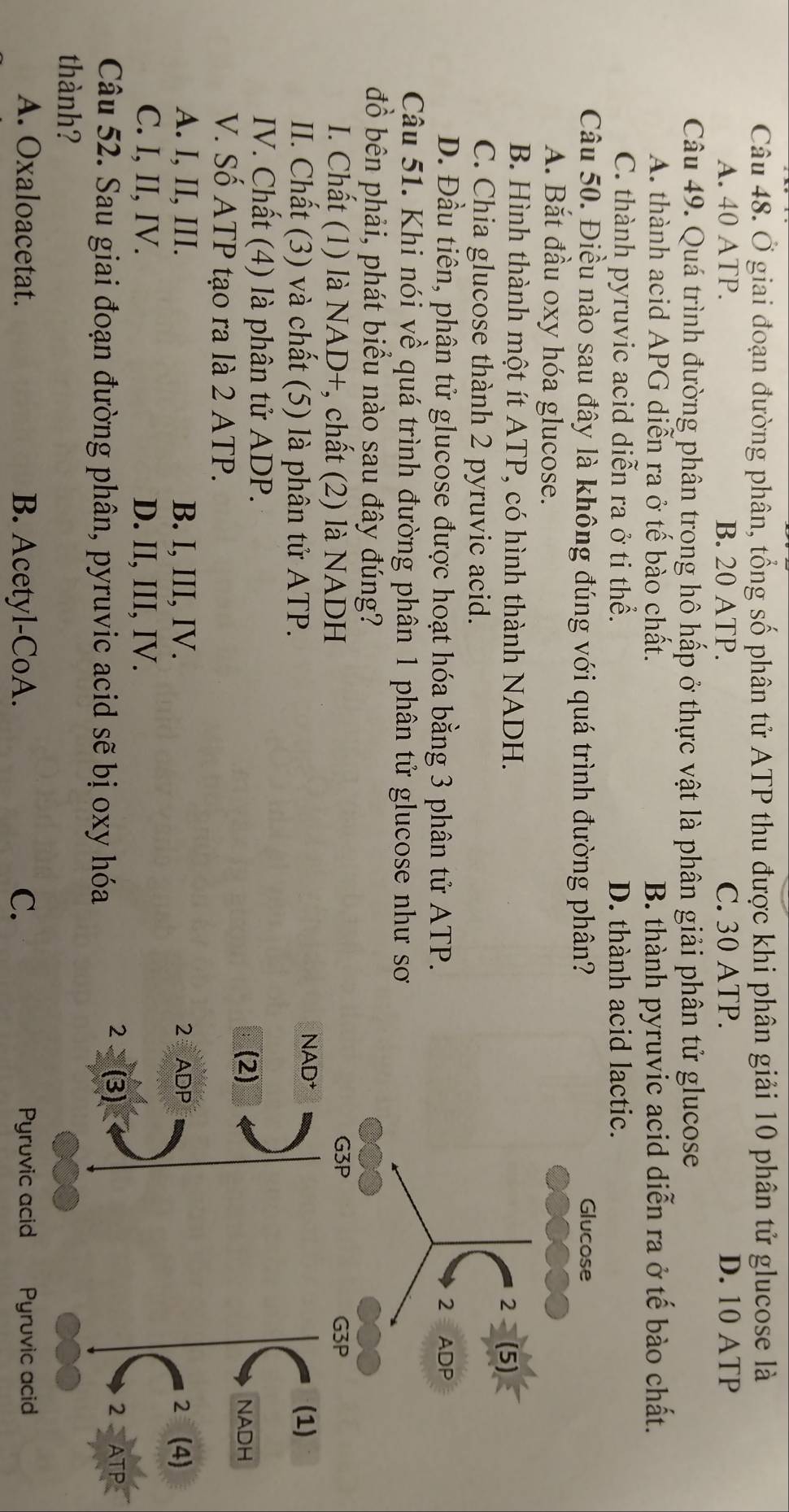 Ở giai đoạn đường phân, tổng số phân tử ATP thu được khi phân giải 10 phân tử glucose là
A. 40 ATP. B. 20 ATP. C. 30 ATP. D. 10 ATP
Câu 49. Quá trình đường phân trong hô hấp ở thực vật là phân giải phân tử glucose
A. thành acid APG diễn ra ở tế bào chất. B. thành pyruvic acid diễn ra ở tế bào chất.
C. thành pyruvic acid diễn ra ở ti thể. D. thành acid lactic.
Câu 50. Điều nào sau đây là không đúng với quá trình đường phân? Glucose
A. Bắt đầu oxy hóa glucose.
B. Hình thành một ít ATP, có hình thành NADH.
2 (5)
C. Chia glucose thành 2 pyruvic acid.
D. Đầu tiên, phân tử glucose được hoạt hóa bằng 3 phân tử ATP. ADP
2
Câu 51. Khi nói về quá trình đường phân 1 phân tử glucose như sơ
đồ bên phải, phát biểu nào sau đây đúng?
G3P
I. Chất (1) là NAD+, chất (2) là NADH G3P
II. Chất (3) và chất (5) là phân tử ATP. NAD+ (1)
IV. Chất (4) là phân tử ADP.
(2) NADH
V. Số ATP tạo ra là 2 ATP.
A. I, II, III. B. I, III, IV. 2 ADP 2 (4)
C. I, II, IV. D. II, III, IV.
Câu 52. Sau giai đoạn đường phân, pyruvic acid sẽ bị oxy hóa
2 (3) 2 ATP
thành?
A. Oxaloacetat. B. Acetyl-CoA. C. Pyruvic acid Pyruvic acid