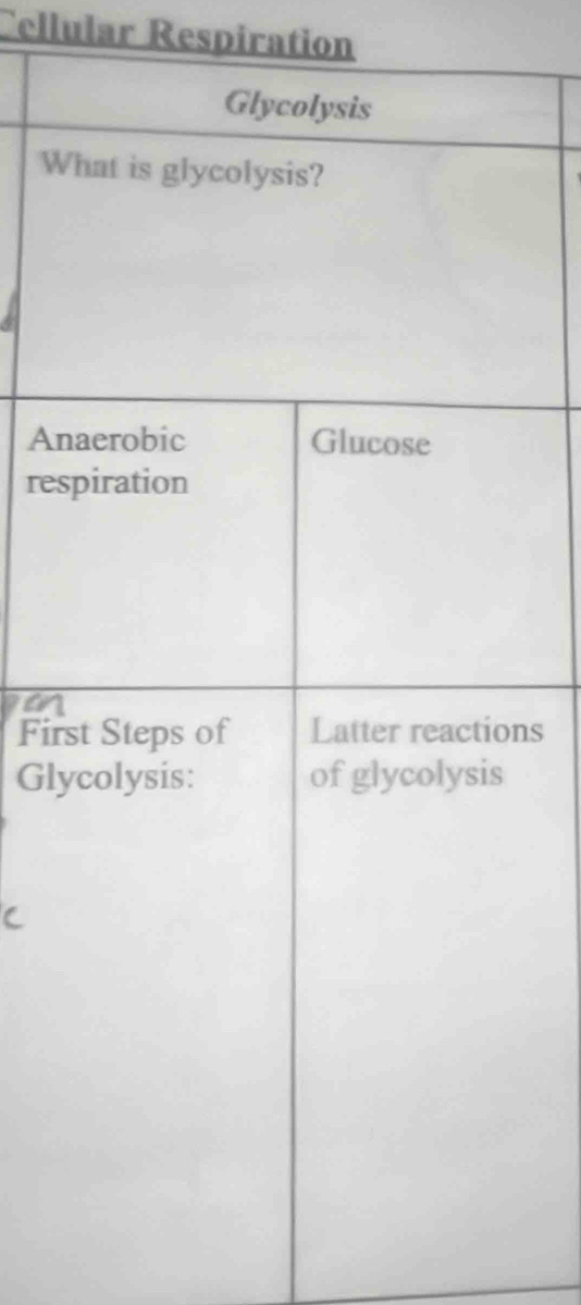 Cellular Respiration 
W 
An 
res 
an 
Firns 
Gl