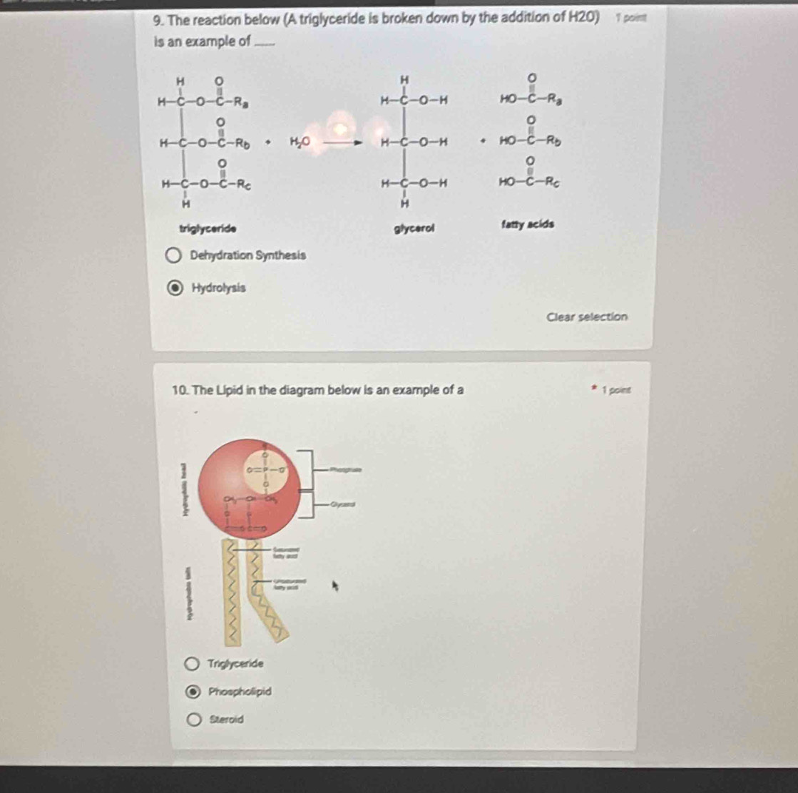 The reaction below (A triglyceride is broken down by the addition of H2O) 1 point
is an example of_
H
H-C-O-H HO-C-R_3
H_2O -1-c-0-H beginarrayr 0 HO-C-R_bendarray
H -H beginarrayr 0 HO-C-R_Cendarray
H
triglyceride glycerol fatty acids
Dehydration Synthesis
Hydrolysis
Clear selection
10. The Lipid in the diagram below is an example of a 1 poins
Triglyceride
Phospholipid
Steroid