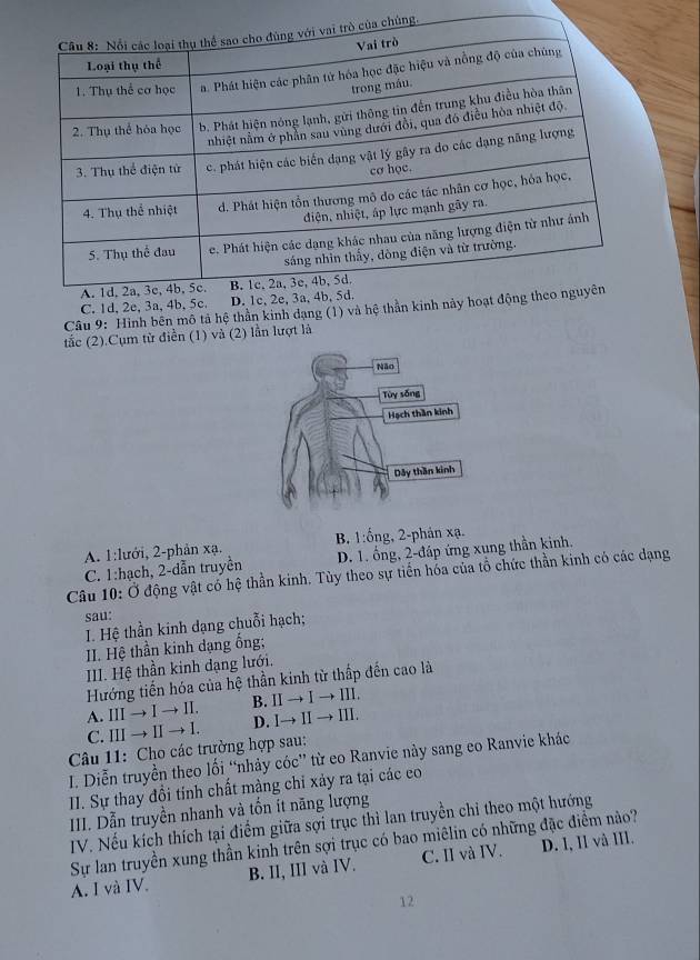 Hình bên mô tả hệ thần kinh dạng (1) và
tắc (2).Cụm từ điễn (1) và (2) lần lượt là
A. 1:lưới, 2 -phản xạ. B. 1 :ống, 2 -phản xạ.
C. 1:hạch, 2 -dẫn truyền D. 1. ổng, 2 -đáp ứng xung thần kinh.
Câu 10: Ở động vật có hệ thần kinh. Tùy theo sự tiến hóa của tổ chức thần kinh có các dạng
sau:
I. Hệ thần kinh dạng chuỗi hạch;
I. Hệ thần kinh đạng ống;
III. Hệ thần kinh dạng lưới.
Hướng tiến hóa của hệ thần kinh từ thấp đến cao là
A. III → I → II. B. I → Ⅰ → ⅢII.
C. ⅢI → Ⅱ → I. D. I→ II → ⅢII.
Câu 11: Cho các trường hợp sau:
I. Diễn truyền theo lối “nhảy cóc” từ eo Ranvie này sang eo Ranvie khác
II. Sự thay đổi tính chất màng chỉ xảy ra tại các eo
III. Dẫn truyền nhanh và tổn ít năng lượng
IV. Nếu kích thích tại điểm giữa sợi trục thì lan truyền chỉ theo một hướng
Sự lan truyền xung thần kinh trên sợi trục có bao miêlin có những đặc điểm nào?
A. I và IV. B. II, III và IV. C. II và IV. D. l, Il và III.
12