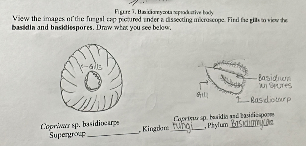 Figure 7. Basidiomycota reproductive body 
View the images of the fungal cap pictured under a dissecting microscope. Find the gills to view the 
basidia and basidiospores. Draw what you see below. 
Coprinus sp. basidiocarps _Coprinus sp. basidia and basidiospores 
Supergroup _, Kingdom , Phylum