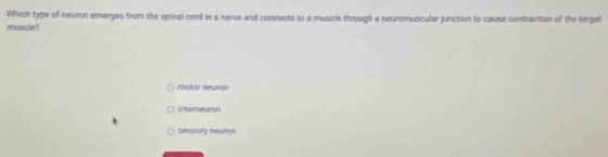 Which type of neuron emerges from the spinal cord in a nerve and connects to a muscle through a neuromuscular junction to cause contraction of the targer
muscle?
motor neuron
interneuron
sensory neuron