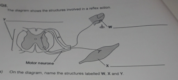 Solved: The diagram shows the structures involved in a reflex action. v ...