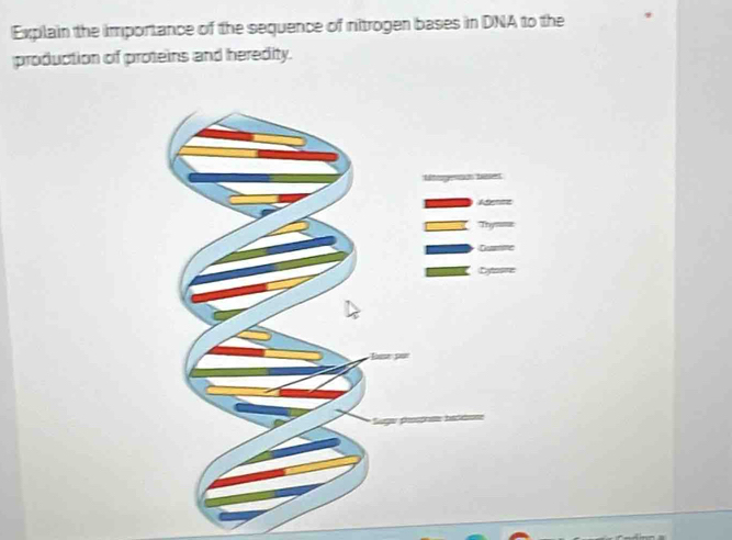 Explain the importance of the sequence of nitrogen bases in DNA to the 
production of proteins and heredity.