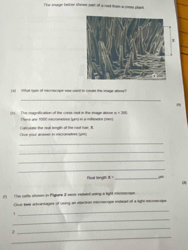 Solved: The image below shows part of a root from a cress plant (a ...