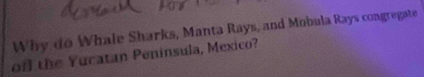 Why do Whale Sharks, Manta Rays, and Mobula Rays congregate 
off the Yucatan Peninsula, Mexico?