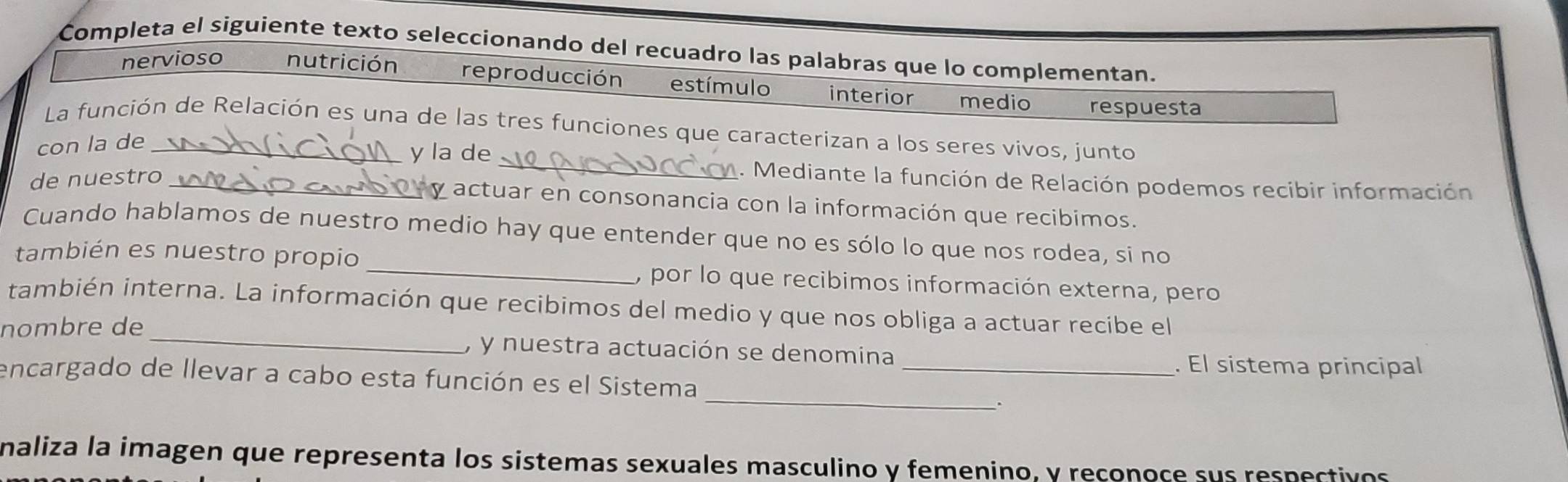 Completa el siguiente texto seleccionando del recuadro las palabras que lo complementan.
nervioso nutrición reproducción estímulo interior medio respuesta
La función de Relación es una de las tres funciones que caracterizan a los seres vivos, junto
con la de_
y la de _1. Mediante la función de Relación podemos recibir información
de nuestro_
actuar en consonancia con la información que recibimos.
Cuando hablamos de nuestro medio hay que entender que no es sólo lo que nos rodea, si no
también es nuestro propio _, por lo que recibimos información externa, pero
también interna. La información que recibimos del medio y que nos obliga a actuar recibe el
nombre de _, y nuestra actuación se denomina
. El sistema principal
_
encargado de llevar a cabo esta función es el Sistema_
.
naliza la imagen que representa los sistemas sexuales masculino y femenino, y reconoce sus respectivos