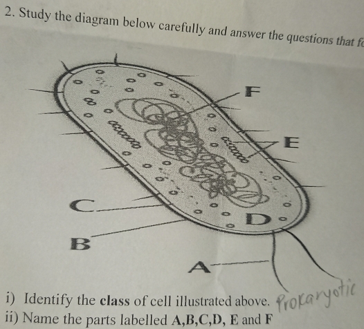 Study the diagram below carefully and answer the questions that f 
i) Identify the class of cell illustrated above. 
ii) Name the parts labelled A, B, C, D, E and F