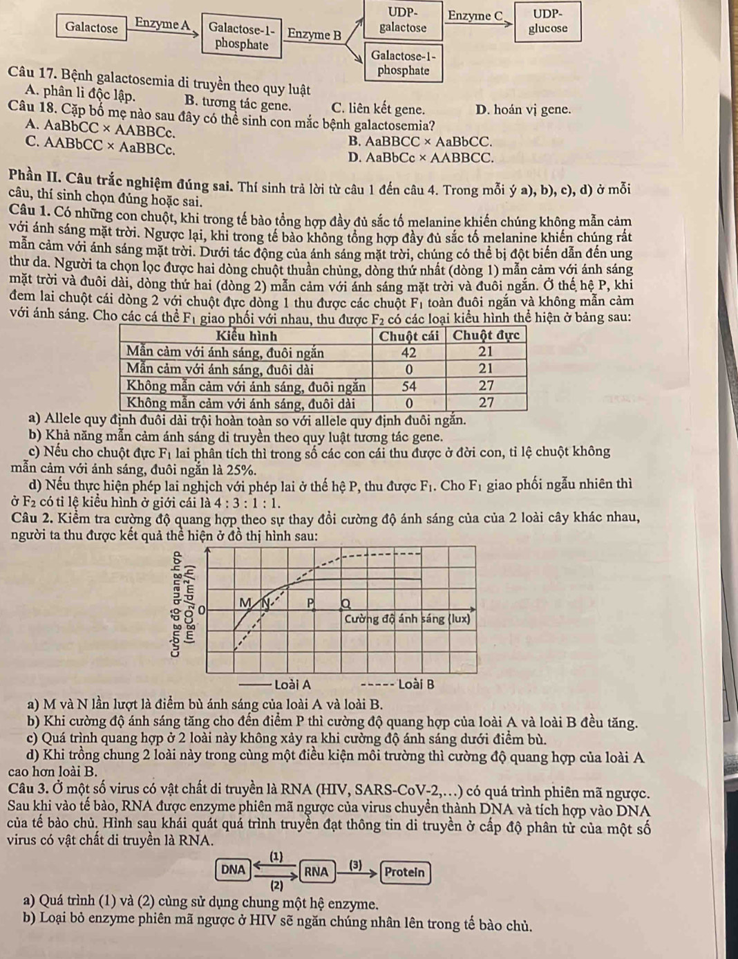 UDP- Enzyıne C UDP-
Galactose Enzyme A Galactose-1- Enzyme B galactose glucose
phosphate
Galactose-1-
phosphate
Câu 17. Bệnh galactosemia di truyền theo quy luật
A. phân li độc lập. B. tương tác gene. C. liên kết gene. D. hoán vị gene.
Câu 18. Cặp bố mẹ nào sau đây có thể sinh con mắc bệnh galactosemia?
A. AaBbCC ×AABBCc.
B. AaBBCC ×AaBbCC.
C. AABbCC ×AaBBCc.
D. AaBbCc × AABBCC.
Phần II. Câu trắc nghiệm đúng sai. Thí sinh trả lời từ câu 1 đến câu 4. Trong mỗi ý a), b), c), d) ở mỗi
câu, thí sinh chọn đúng hoặc sai.
Câu 1. Có những con chuột, khi trong tế bào tổng hợp đầy đủ sắc tố melanine khiến chúng không mẫn cảm
với ánh sáng mặt trời. Ngược lại, khi trong tế bảo không tổng hợp đầy đủ sắc tố melanine khiến chúng rất
mẫn cảm với ánh sáng mặt trời. Dưới tác động của ánh sáng mặt trời, chúng có thể bị đột biến dẫn đến ung
thư da. Người ta chọn lọc được hai dòng chuột thuần chủng, dòng thứ nhất (dòng 1) mẫn cảm với ánh sáng
mặt trời và đuôi dài, dòng thứ hai (dòng 2) mẫn cảm với ánh sáng mặt trời và đuối ngắn. Ở thế hệ P, khi
đem lai chuột cái dòng 2 với chuột đực dòng 1 thu được các chuột F_1 toàn đuôi ngắn và không mẫn cảm
với ánh sáng. Cho các cá thể F1 giao phối với nhau, thu được F_2 có các loại kiểu hình thể hiện ở bảng sau:
a) Allele quy định đuôi dài trội hoàn toàn so với allele quy định đuôi ngắn.
b) Khả năng mẫn cảm ánh sáng di truyền theo quy luật tương tác gene.
c) Nếu cho chuột đực Fị lai phân tích thì trong số các con cái thu được ở đời con, tỉ lệ chuột không
mẫn cảm với ánh sáng, đuôi ngắn là 25%.
d) Nếu thực hiện phép lai nghịch với phép lai ở thế hệ P, thu được F_1. Cho F_1 giao phối ngẫu nhiên thì
Ở F_2 có tỉ lệ kiểu hình ở giới cái là 4:3:1:1.
Câu 2. Kiểm tra cường độ quang hợp theo sự thay đổi cường độ ánh sáng của của 2 loài cây khác nhau,
người ta thu được kết quả thể hiện ở đồ thị hình sau:
a) M và N lần lượt là điểm bù ánh sáng của loài A và loài B.
b) Khi cường độ ánh sáng tăng cho đến điểm P thì cường độ quang hợp của loài A và loài B đều tăng.
c) Quá trình quang hợp ở 2 loài này không xảy ra khi cường độ ánh sáng dưới điểm bù.
d) Khi trồng chung 2 loài này trong cùng một điều kiện môi trường thì cường độ quang hợp của loài A
cao hơn loài B.
Câu 3. Ở một số virus có vật chất di truyền là RNA (HIV, SARS-CoV-2,...) có quá trình phiên mã ngược.
Sau khi vào tế bào, RNA được enzyme phiên mã ngược của virus chuyển thành DNA và tích hợp vào DNA
của tế bào chủ. Hình sau khái quát quá trình truyền đạt thông tin di truyền ở cấp độ phân tử của một số
virus có vật chất di truyền là RNA.
(1)
DNA RNA (3) Protein
(2)
a) Quá trình (1) và (2) cùng sử dụng chung một hệ enzyme.
b) Loại bỏ enzyme phiên mã ngược ở HIV sẽ ngăn chúng nhân lên trong tế bào chủ.
