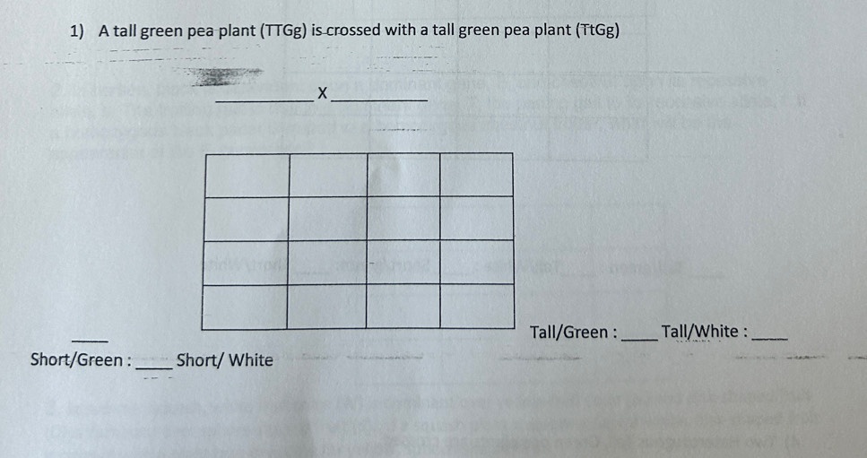 A tall green pea plant (TTGg) is crossed with a tall green pea plant (TtGg) 
__X 
_ 
Tall/Green : _ Tall/White :_ 
Short/Green : _Short/ White