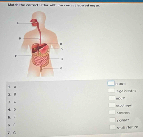 Match the correct letter with the correct labeled organ.
1. A rectum
2. B large intestine
mouth
3. C
esophagus
4. D
5. E pancreas
stomach
6. F
small intestine
7. G