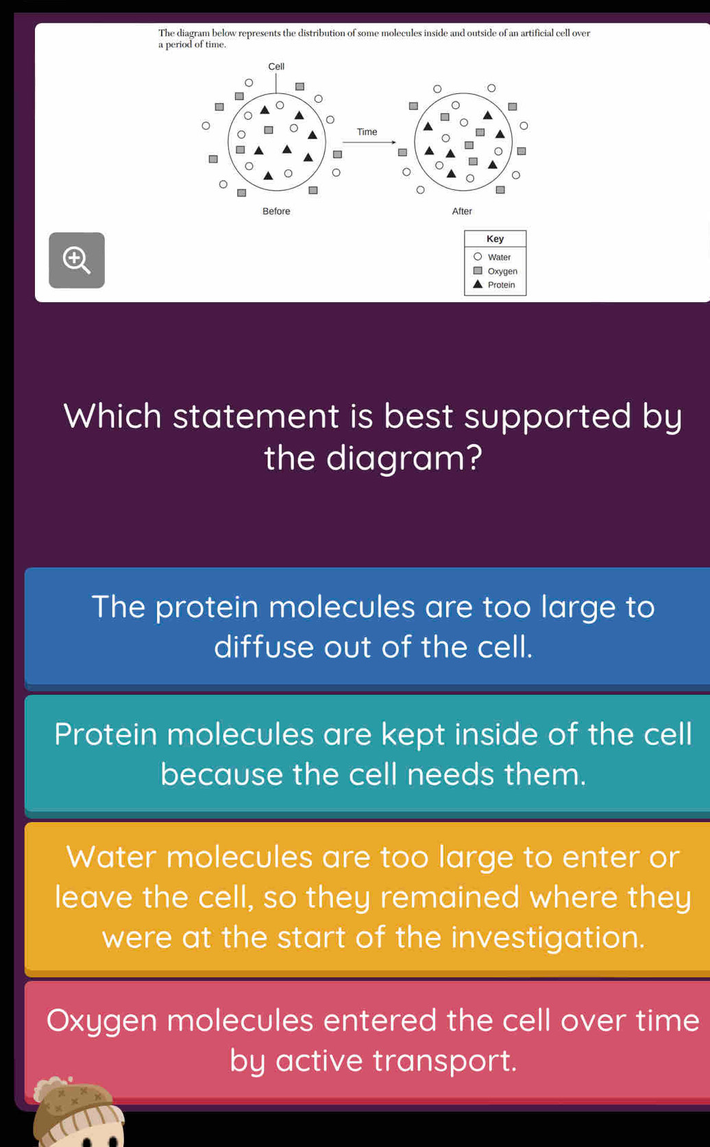 The diagram below represents the distribution of some molecules inside and outside of an artificial cell over
a period of time.
Time

After
④ 
Which statement is best supported by
the diagram?
The protein molecules are too large to
diffuse out of the cell.
Protein molecules are kept inside of the cell
because the cell needs them.
Water molecules are too large to enter or
leave the cell, so they remained where they
were at the start of the investigation.
Oxygen molecules entered the cell over time
by active transport.