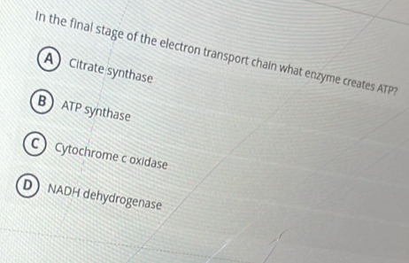 In the final stage of the electron transport chain what enzyme creates ATP?
A Citrate synthase
B ATP synthase
C Cytochrome c oxidase
D NADH dehydrogenase