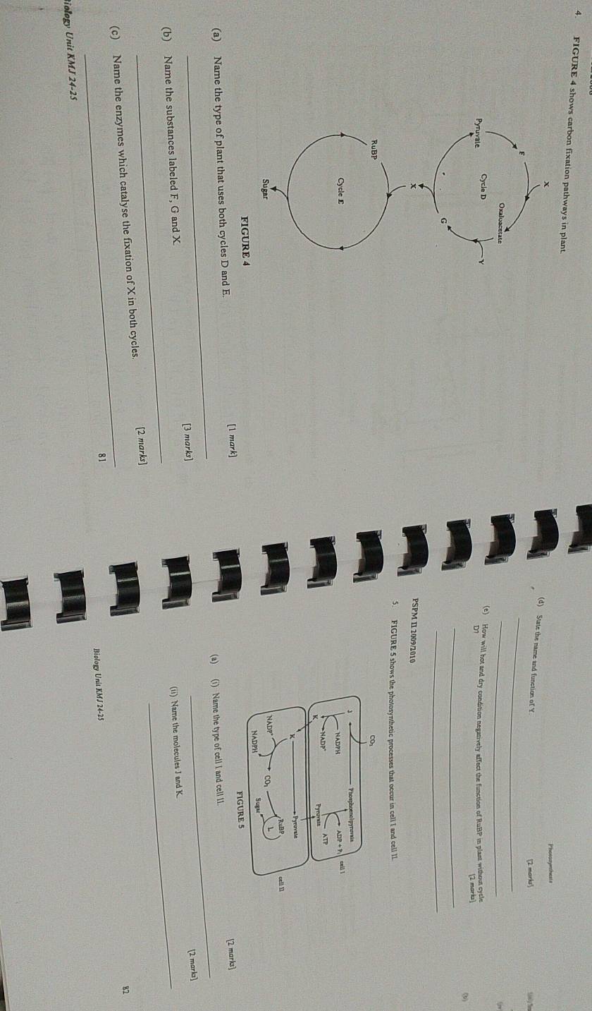 FIGURE 4 shows carbon fixation pathways in plant.
x
Phososynthests 
(d) State the name and function of Y
_ 
[2 marks 
Oxaloacetate 
_ 
Pyruvale Cycle D 
(e) How will hot and dry condition negatively affect the function of RuBP in plant without cysle 
D 
2 marka] 
_ 
() 
_ 
G 
PSPM II2009/2010 
5. FIGURE 5 shows the photosynthetic processes that occur in cell I and cell II. 
RuBP 
Cycle £ 
Sugar 
FIGURE 4 
_ 
_ 
(a) Name the type of plant that uses both cycles D and E. [1 mark] 
(a) (i) Name the type of cell I and cell 11. [2 marks] 
_ 
_ 
(ii) Name the molecules J and K. [2 marks] 
(b) Name the substances labeled F, G and X [3 marks] 
_ 
(c) Name the enzymes which catalyse the fixation of X in both cycles. [2 marks] 
82 
81 
Biology Unit KMJ 24-25 
Biology Unit KMJ 24-25
