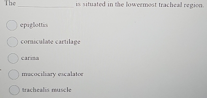 The_ is situated in the lowermost tracheal region.
epiglottis
corniculate cartilage
carina
mucociliary escalator
trachealis muscle