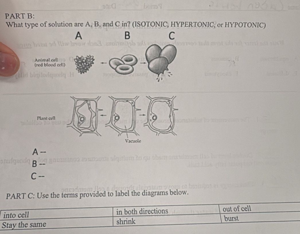 What type of solution are A, B, and C in? (ISOTONIC, HYPERTONIC, or HYPOTONIC)
A
B
C
Animal cell
(red blood cell)
Plant
A --
B --
C --
PART C: Use the terms provided to label the diagrams below.