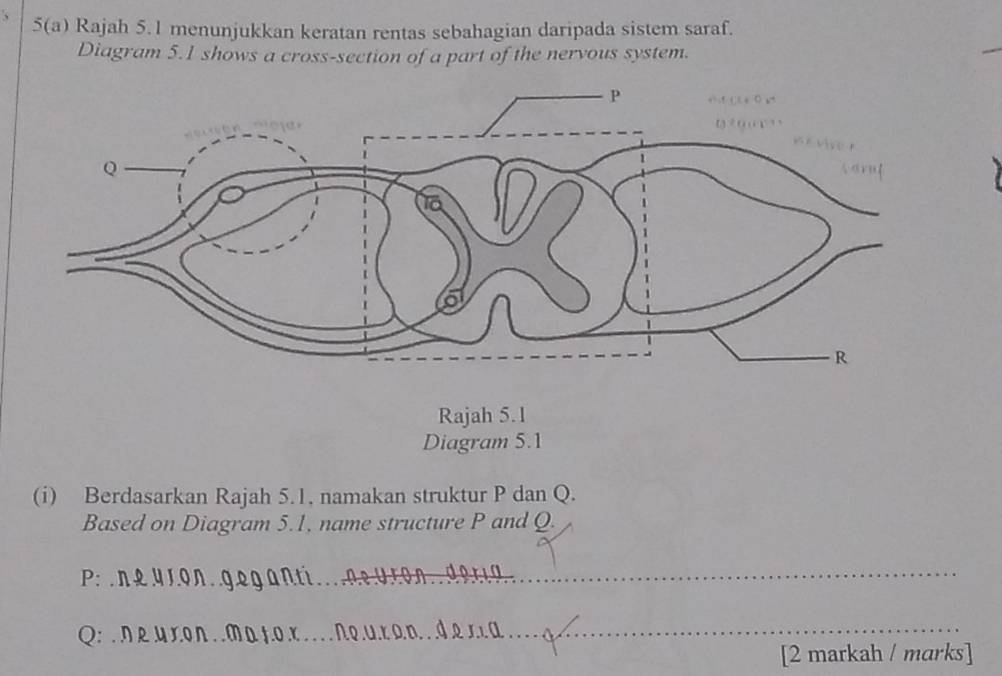 5(a) Rajah 5.1 menunjukkan keratan rentas sebahagian daripada sistem saraf. 
Diagram 5.1 shows a cross-section of a part of the nervous system. 
Rajah 5.1 
Diagram 5.1 
(i) Berdasarkan Rajah 5.1, namakan struktur P dan Q. 
Based on Diagram 5.1, name structure P and Q. 
P: n२Y1On_
Q : . n R U rOn ._ 
_ 
_ 
[2 markah / marks]