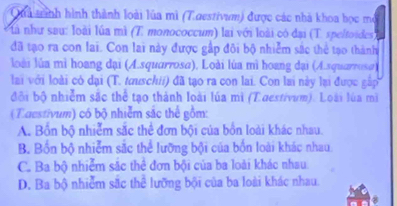 Quả trình hình thành loài lúa mì (T.aestivum) được các nhà khoa học mô
là như sau: loài lúa mì (T. monococcum) lai với loài có đại (T. speltoides)
đã tạo ra con lai. Con lai này được gấp đôi bộ nhiễm sắc thể tạo thành
loài lúa mì hoang đại (A.squarrosa), Loài lúa mì hoang dại (A.squarrosa)
lai với loài có dại (T. tauschii) đã tạo ra con lai. Con lai này lại được gập
đôi bộ nhiễm sắc thể tạo thành loài lúa mì (Taestivum). Loài lúa mì
(Taestivum) có bộ nhiễm sắc thể gồm:
A. Bồn bộ nhiễm sắc thể đơn bội của bồn loài khác nhau.
B. Bốn bộ nhiễm sắc thể lưỡng bội của bốn loài khác nhau
C. Ba bộ nhiễm sắc thể đơn bội của ba loài khác nhau
D. Ba bộ nhiễm sắc thể lưỡng bội của ba loài khác nhau.