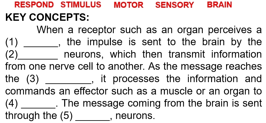 RESPOND STIMULUS MOTOR SENSORY BRAIN 
KEY CONCEPTS: 
When a receptor such as an organ perceives a 
(1) _, the impulse is sent to the brain by the 
(2)_ neurons, which then transmit information 
from one nerve cell to another. As the message reaches 
the (3) _, it processes the information and 
commands an effector such as a muscle or an organ to 
(4) _. The message coming from the brain is sent 
through the (5) _, neurons.