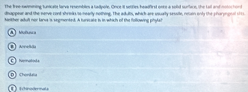 The free-swimming tunicate larva resembles a tadpole. Once it settles headfirst onto a solid surface, the tail and notochord
disappear and the nerve cord shrinks to nearly nothing. The adults, which are usually sessile, retain only the pharyngeal slits.
Neither adult nor larva is segmented. A tunicate is in which of the following phyla?
A Mollusca
B Annelida
C Nematoda
D Chordata
E Echinodermata