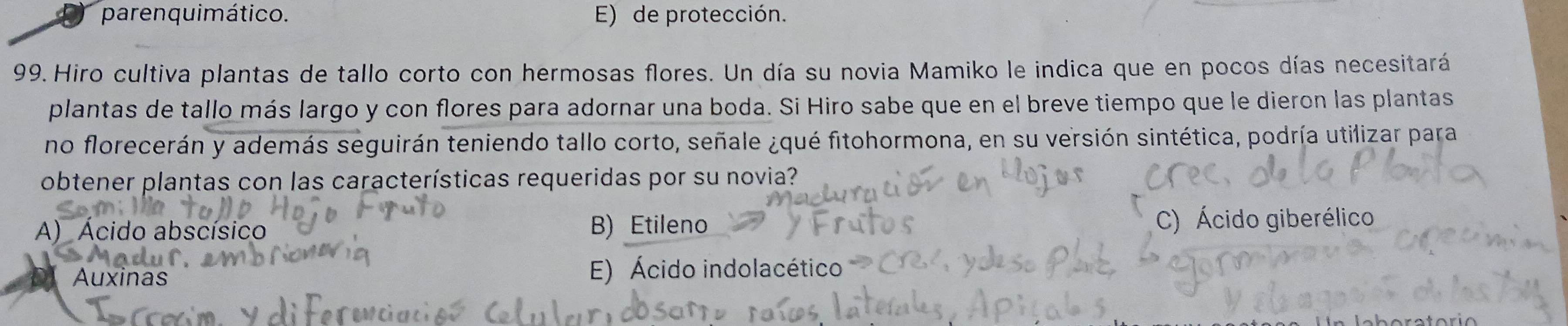 parenquimático. E) de protección.
99. Hiro cultiva plantas de tallo corto con hermosas flores. Un día su novia Mamiko le indica que en pocos días necesitará
plantas de tallo más largo y con flores para adornar una boda. Si Hiro sabe que en el breve tiempo que le dieron las plantas
no florecerán y además seguirán teniendo tallo corto, señale ¿qué fitohormona, en su versión sintética, podría utilizar para
obtener plantas con las características requeridas por su novia?
A) Acido abscísico B) Etileno C) Ácido giberélico
Auxinas E) Ácido indolacético