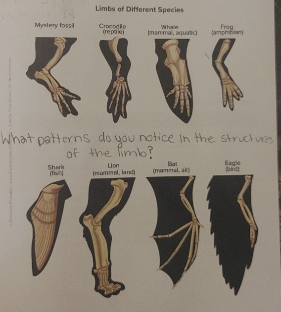 Limbs of Different Species 
Mystery fossil Crocodile Whale Frog 
(reptile) (mammal, aquatic) (amphibian) 
What patterns do you notice In the structure 
the limb?