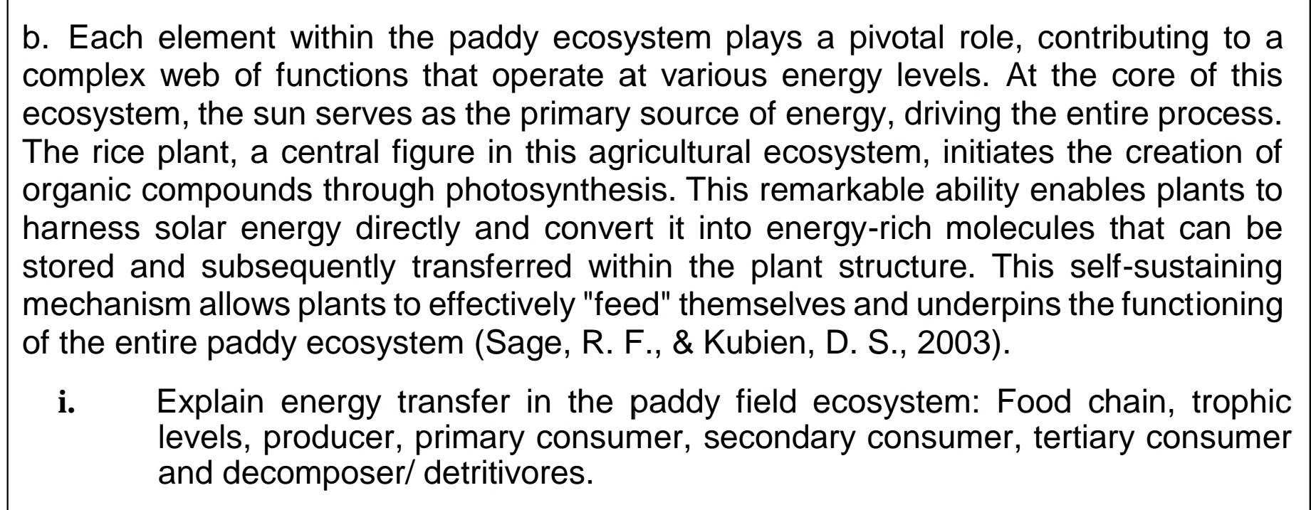 Each element within the paddy ecosystem plays a pivotal role, contributing to a 
complex web of functions that operate at various energy levels. At the core of this 
ecosystem, the sun serves as the primary source of energy, driving the entire process. 
The rice plant, a central figure in this agricultural ecosystem, initiates the creation of 
organic compounds through photosynthesis. This remarkable ability enables plants to 
harness solar energy directly and convert it into energy-rich molecules that can be 
stored and subsequently transferred within the plant structure. This self-sustaining 
mechanism allows plants to effectively "feed" themselves and underpins the functioning 
of the entire paddy ecosystem (Sage, R. F., & Kubien, D. S., 2003). 
i. Explain energy transfer in the paddy field ecosystem: Food chain, trophic 
levels, producer, primary consumer, secondary consumer, tertiary consumer 
and decomposer/ detritivores.